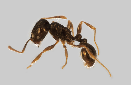 Bräunliche Rasenameise  (Tetramorium impurum) - © Hannes Müller