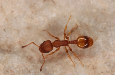 Einbindige Schmalbrustameise  (Temnothorax unifasciatus) - © Christian Komposch