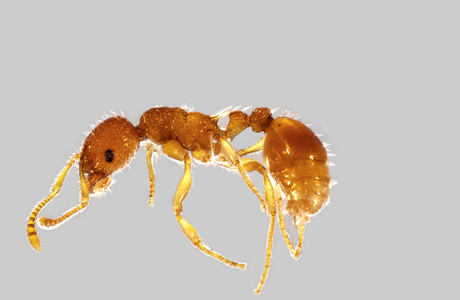 Feuchtrasen-Knotenameise  (Myrmica scabrinodis) - © Hannes Müller