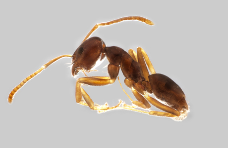 Flachkerbige Blütenameise  (Tapinoma subboreale) - © Hannes Müller