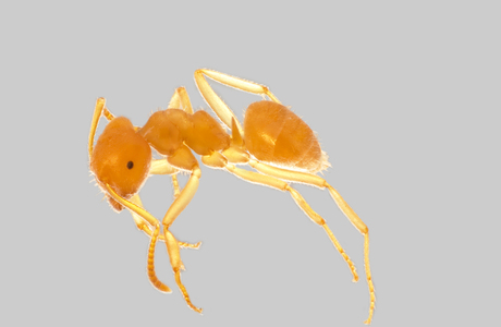 Gelbe Schattenameise  (Lasius umbratus) - © Hannes Müller