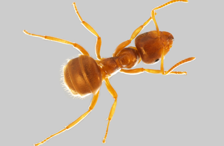 Gelbe Wiesenameise  (Lasius flavus) - © Hannes Müller