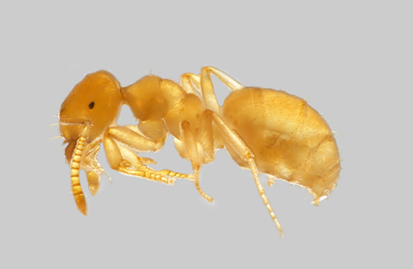 Zwerg-Wiesenameise  (Lasius myops) - © Hannes Müller