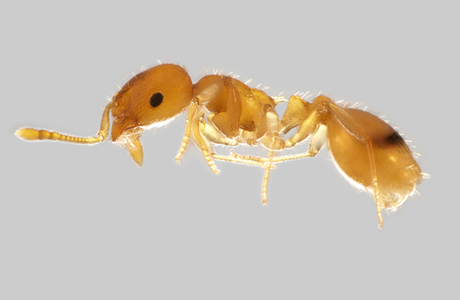Zwerg-Schmalbrustameise  (Temnothorax parvulus) - © Hannes Müller