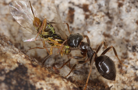 Plattbrust-Wegameise  (Lasius platythorax) - © Gernot Kunz