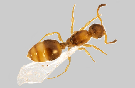 Ravoux' Parasitenameise (Myrmoxenus ravouxi) - © Hannes Müller