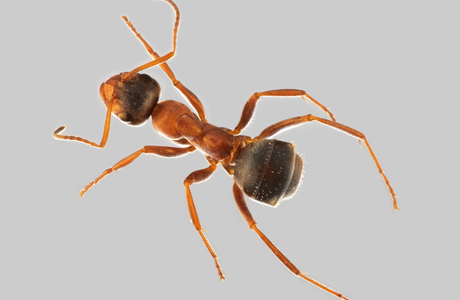 Rotbärtige Sklavenameise  (Formica rufibarbis) - © Hannes Müller