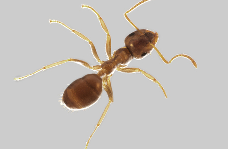 Schwarze Trockenrasen-Wegameise  (Lasius paralienus) - © Hannes Müller