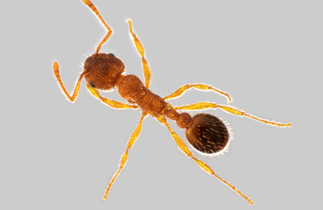 Trockenrasen-Knotenameise  (Myrmica specioides) - © Hannes Müller