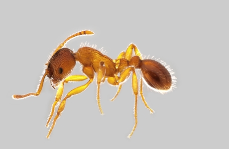 Zahnfühler-Knotenameise  (Myrmica schencki) - © Hannes Müller