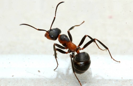 Wiesen-Waldameise (Formica pratensis) - © Volker Borovsky