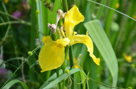 Wasser-Schwertlilie (Iris pseudacorus) - © Bernard Wieser Wasser-Schwertlilie (Iris pseudacorus) - © Bernard Wieser
