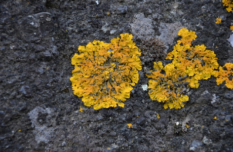 Runzelige Wandflechte (Xanthoria calcicola) - © Bernard Wieser