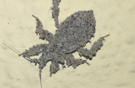 Staubwanze (Reduvius personatus) - © Bernard Wieser