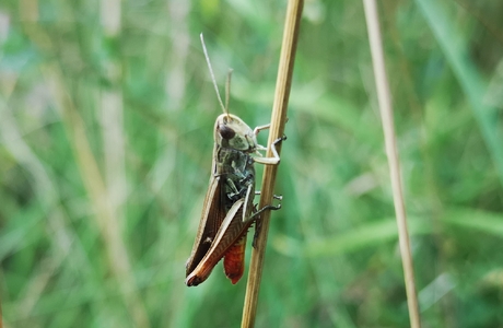 Brauner Grashüpfer (Corthippus brunneus) - © Bernard Wieser Brauner Grashüpfer (Corthippus brunneus) - © Bernard Wieser