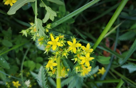 Flügel-Johanniskraut (Hypericum tetrapterum) - © Bernard Wieser Flügel-Johanniskraut (Hypericum tetrapterum) - © Bernard Wieser