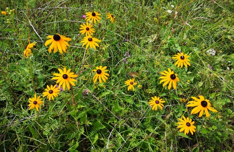 Rauher Sonnenhut, Schwarzäugige Rudbeckie (Rudbeckia hirta) - © Bernard Wieser