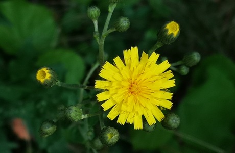 Savoyer Habichtskraut (Hieracium sabaudum) - © Bernard Wieser Savoyer Habichtskraut (Hieracium sabaudum) - © Bernard Wieser