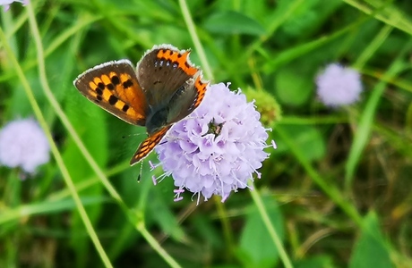 Kleiner Feuerfalter (Lycaena phlaeas) - © Bernard Wieser