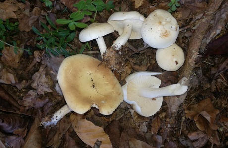 Unverschämter Ritterling (Tricholoma lascivum) - © Bernard Wieser