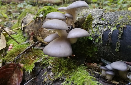 Austern-Seitling (Pleurotus ostreatus) - © Bernard Wieser Austern-Seitling (Pleurotus ostreatus) - © Bernard Wieser