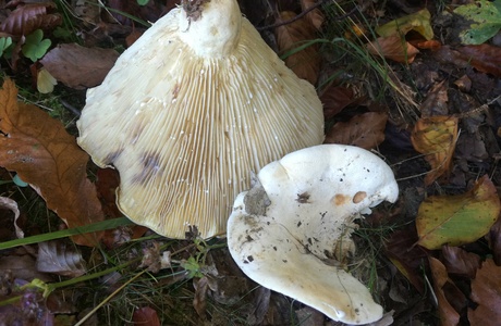Wolliger Milchling (Lactifluus vellereus) - © Bernard Wieser