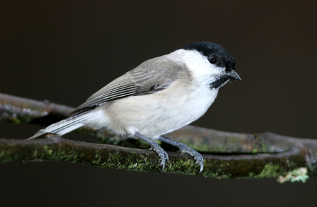 Sumpfmeise (Parus palustris) - © Alois Absenger
