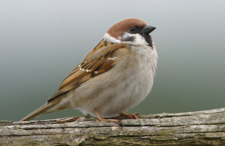 Feldsperling (Passer montanus) - © Alois Absenger