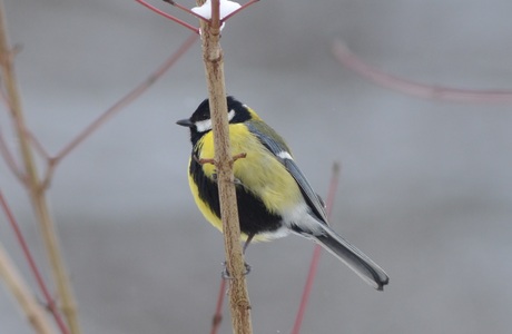 Kohlmeise (Parus major) - © Bernard Wieser Kohlmeise (Parus major) - © Bernard Wieser