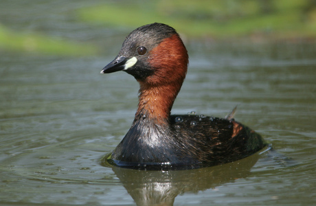 Zwergtaucher (Tachybaptus ruficollis) - © Alois Absenger