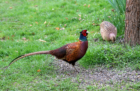 Jagdfasan (Phasianus colchicus ssp.) - © Alois Absenger Jagdfasan (Phasianus colchicus ssp.) - © Alois Absenger
