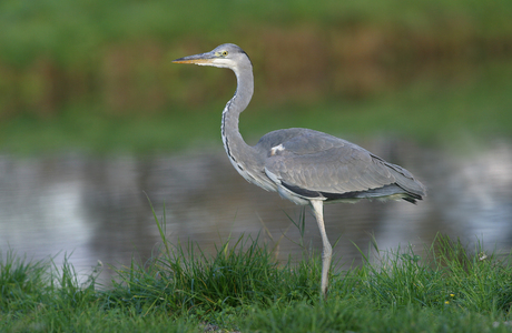 Graureiher (Ardea cinerea) - © Alois Absenger