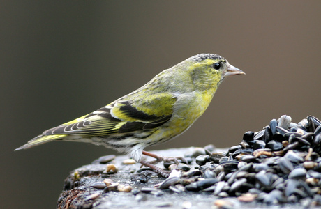 Erlenzeisig (Carduelis spinus) - © Alois Absenger