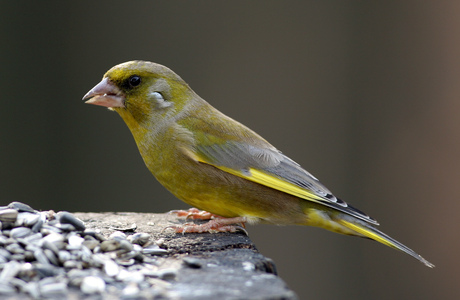 Grünfink (Carduelis chloris) - © Alois Absenger