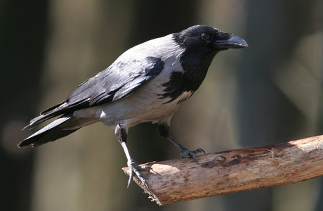 Nebelkrähe (Corvus cornone cornix) - © Alois Absenger