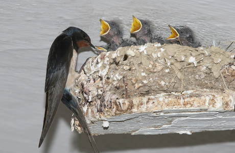 Rauchschwalbe (Hirundo rustica) - © Alois Absenger