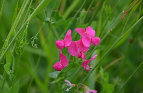 Knollen-Platterbse (Lathyrus tuberosus) - © Bernard Wieser