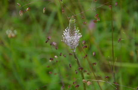 Mittlerer Wegerich (Plantago media) - © Bernard Wieser Mittlerer Wegerich (Plantago media) - © Bernard Wieser