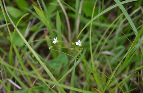 Purgier-Lein (Linum catharticum) - © Bernard Wieser