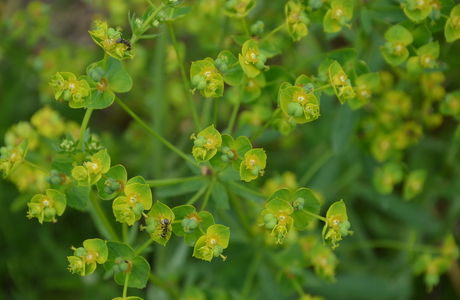 Esels-Wolfsmilch (Euphorbia esula) - © Bernard Wieser Esels-Wolfsmilch (Euphorbia esula) - © Bernard Wieser