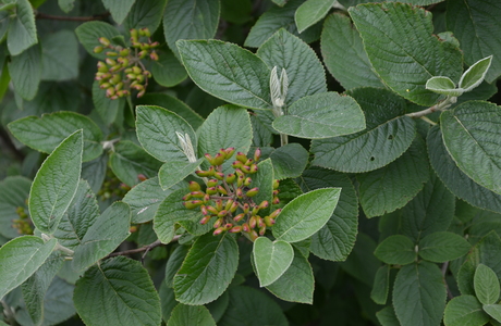 Wolliger Schneeball (Viburnum lantana) - © Bernard Wieser
