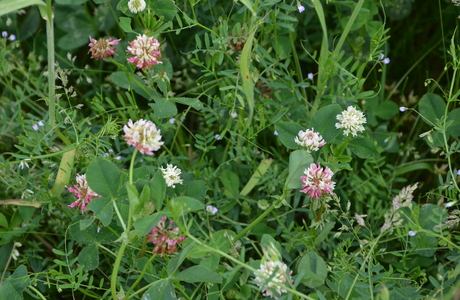 Hybridklee, Schwedenklee (Trifolium hybridum) - © Bernard Wieser Hybridklee, Schwedenklee (Trifolium hybridum) - © Bernard Wieser