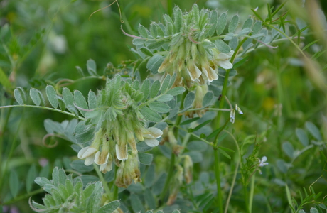 Pannonische Wicke (Vicia pannonica) - © Bernard Wieser Pannonische Wicke (Vicia pannonica) - © Bernard Wieser
