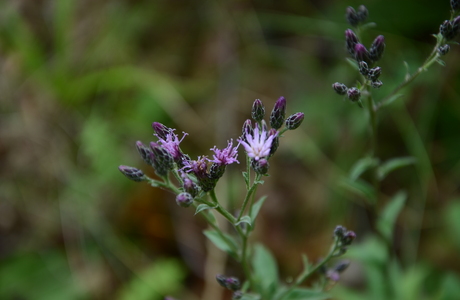 Färber-Scharte (Serratula tinctoria) - © Bernard Wieser Färber-Scharte (Serratula tinctoria) - © Bernard Wieser