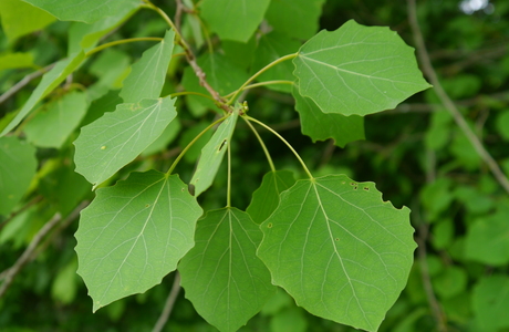 Zitter-Pappel (Populus tremula) - © Patrick Schwager