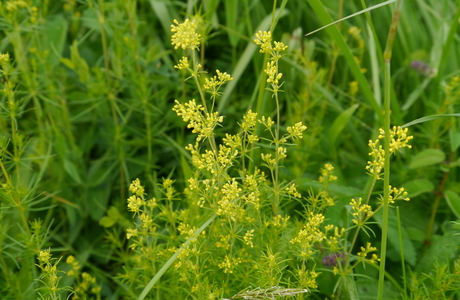 Echtes Labkraut (Galium verum) - © Patrick Schwager