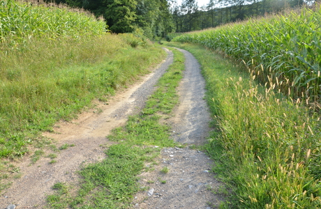 Ruderalgesellschaften - © Bernard Wieser Ruderalgesellschaften - © Bernard Wieser