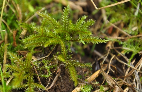 Bäumchenartiges Leitermoos (Climacium dendroides) - © Michael Suanjak