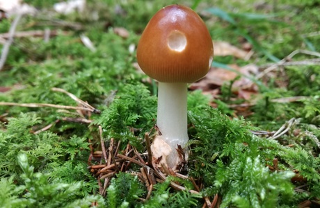 Rotbrauner Streifling (Amanita fulva) - © Bernard Wieser Rotbrauner Streifling (Amanita fulva) - © Bernard Wieser