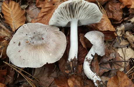 Schärflicher Ritterling (Tricholoma sciodes) - © Bernard Wieser Schärflicher Ritterling (Tricholoma sciodes) - © Bernard Wieser